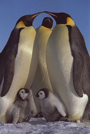 penguin family photo